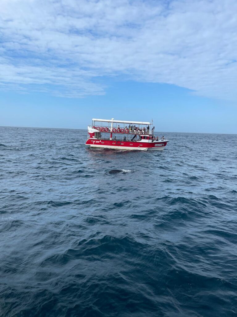 whales watching mirissa