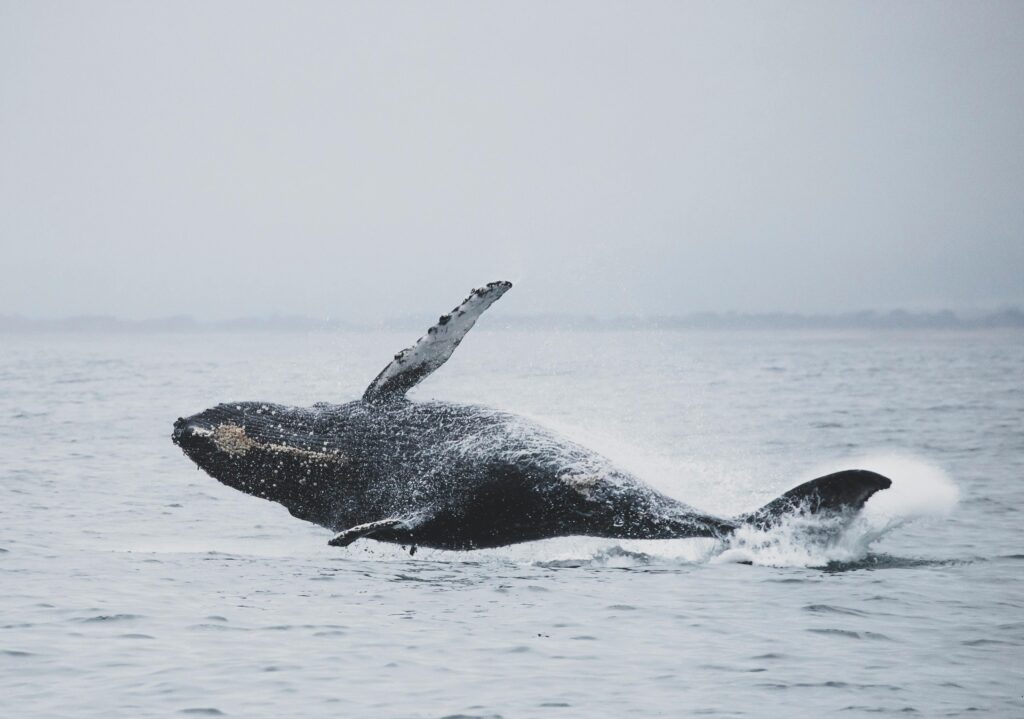 whales watching mirissa