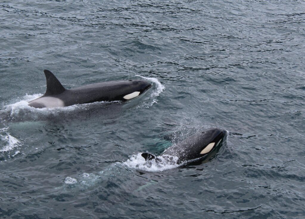 whales watching mirissa