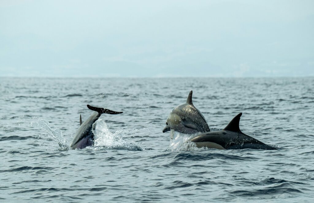 whales watching mirissa
