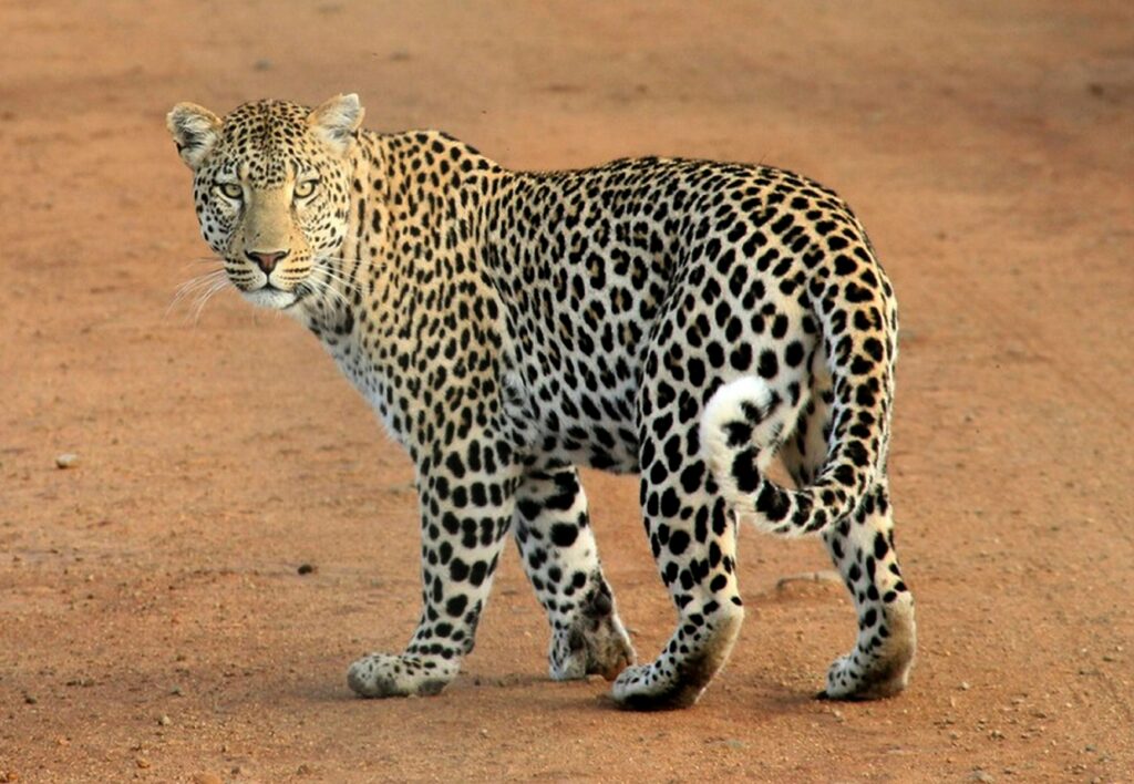 yala safari sri lanka