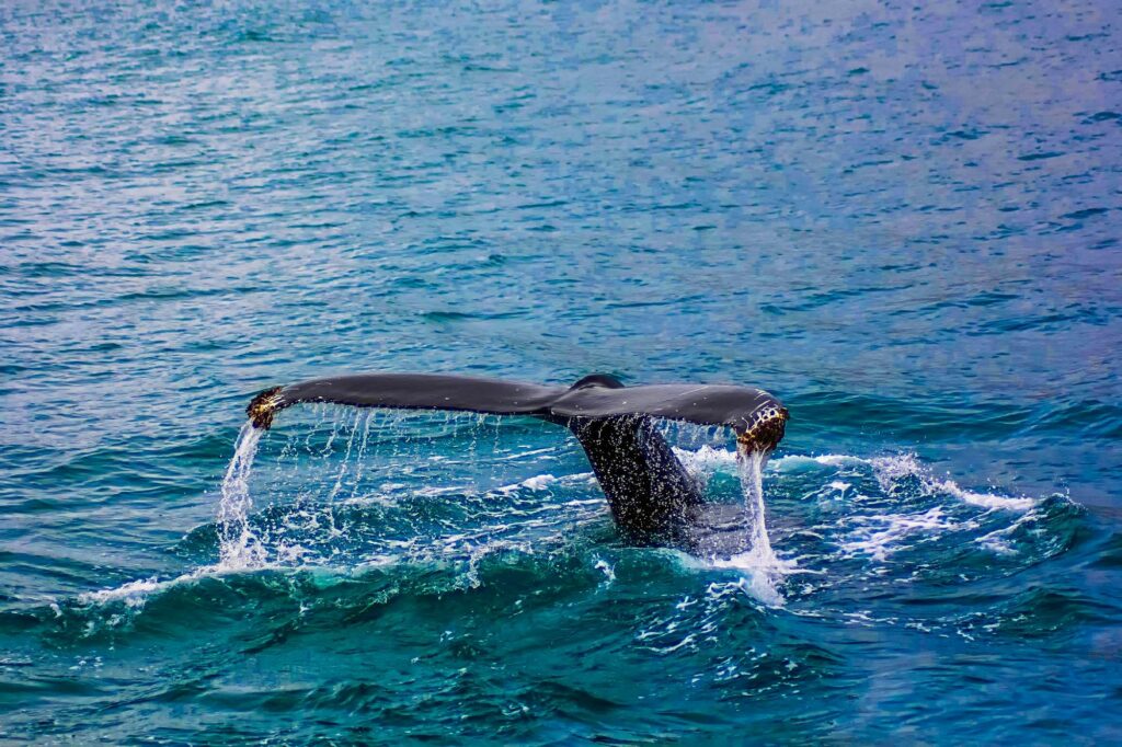 whales watching mirissa