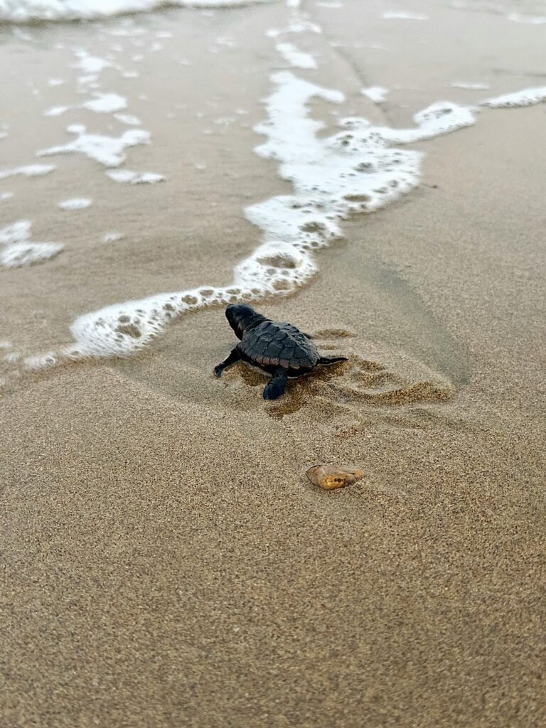 turtle beach hikkaduwa