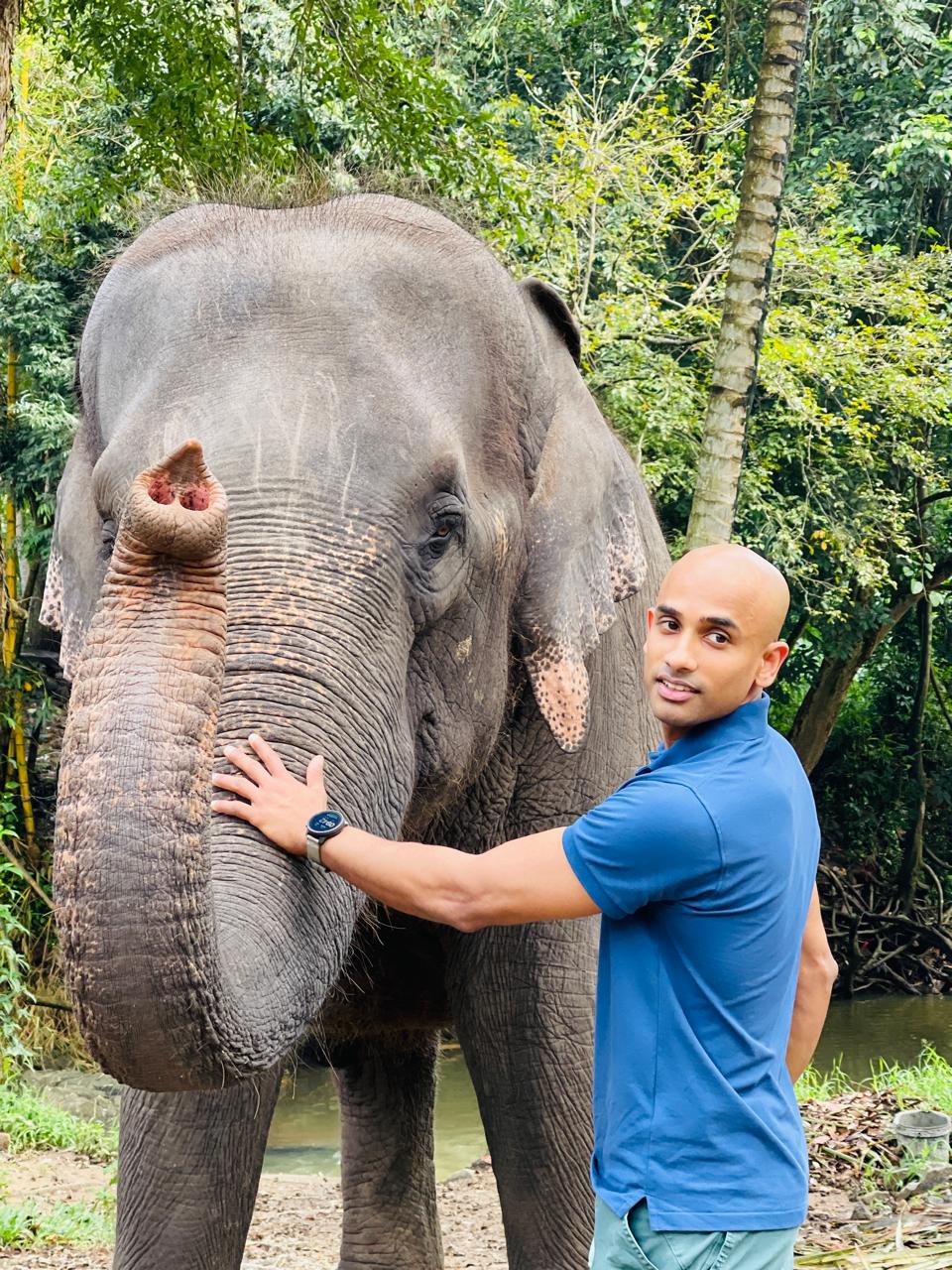 pinnawala elephant ophanage
