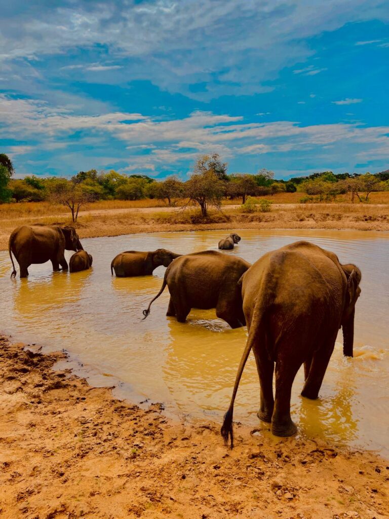 udawalawa safari