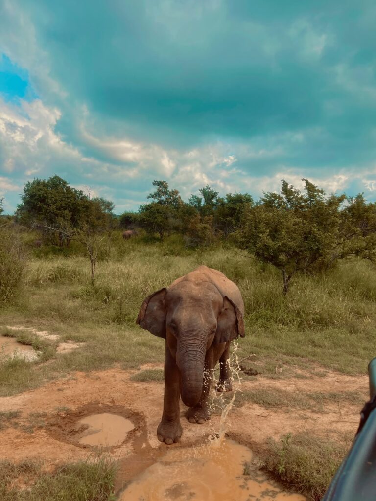 wild safari sri lanka