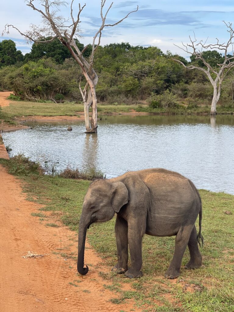wild safari sri lanka