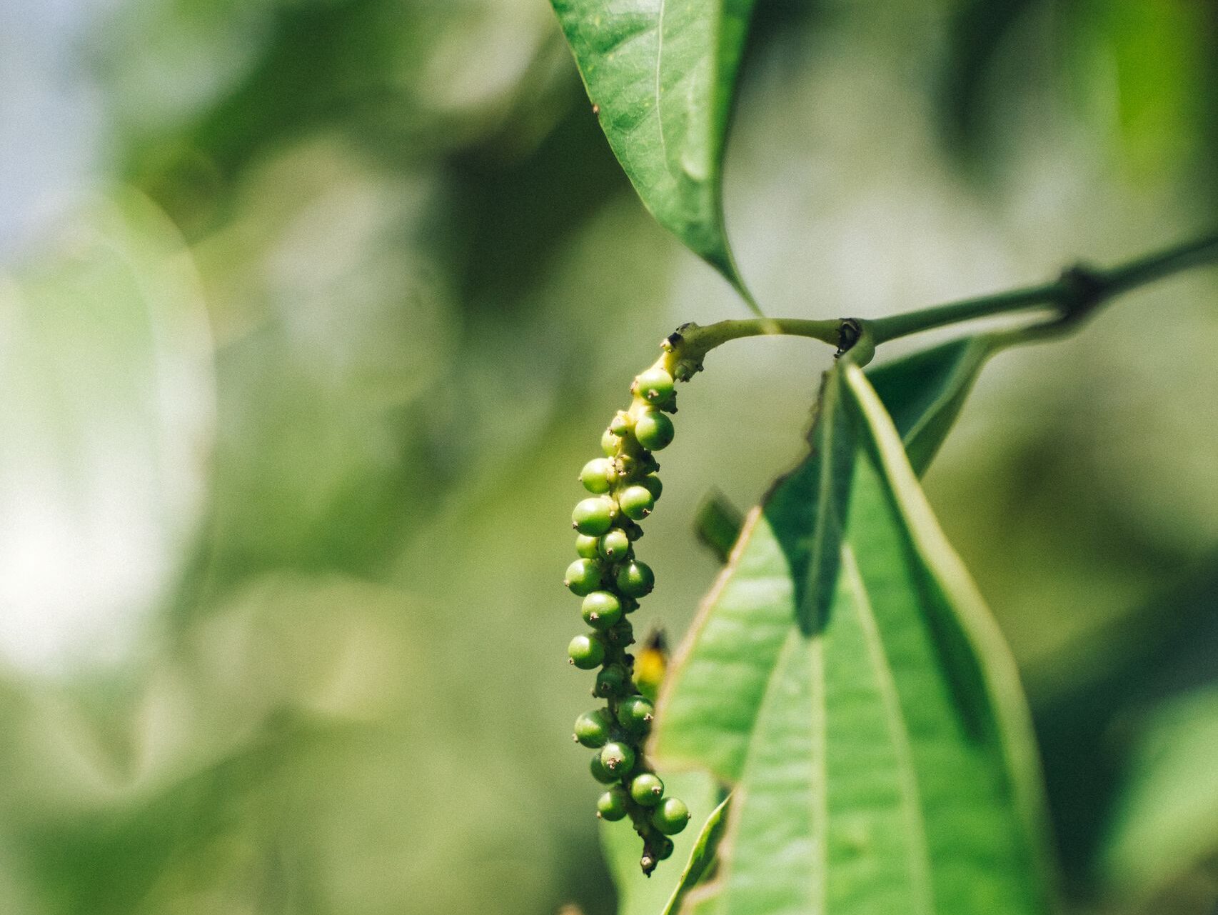 spice garden near Kandy i