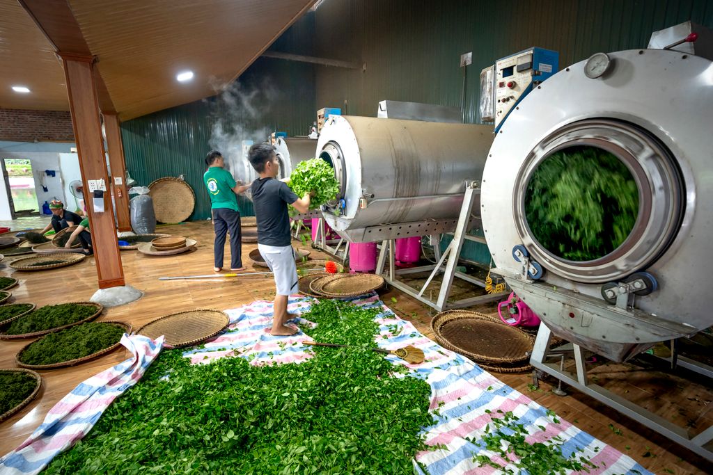 giragama tea factory kandy
