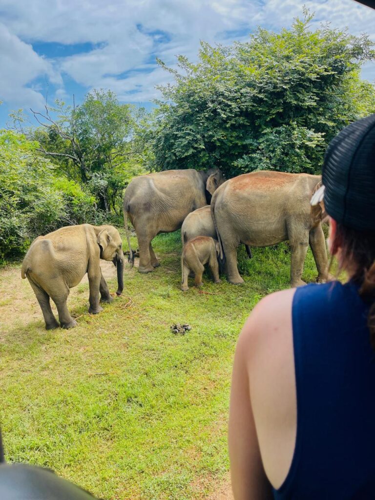 wild safari sri lanka